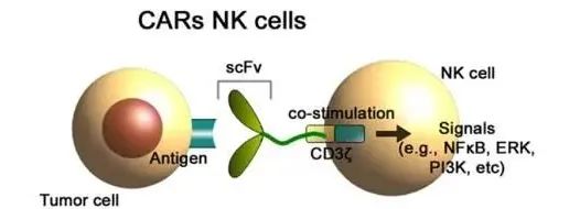 CAR-NK细胞