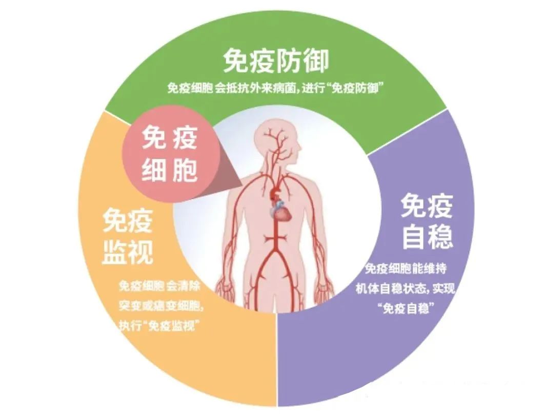 免疫系统的防御作用