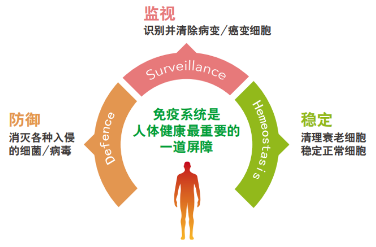 免疫系统的作用