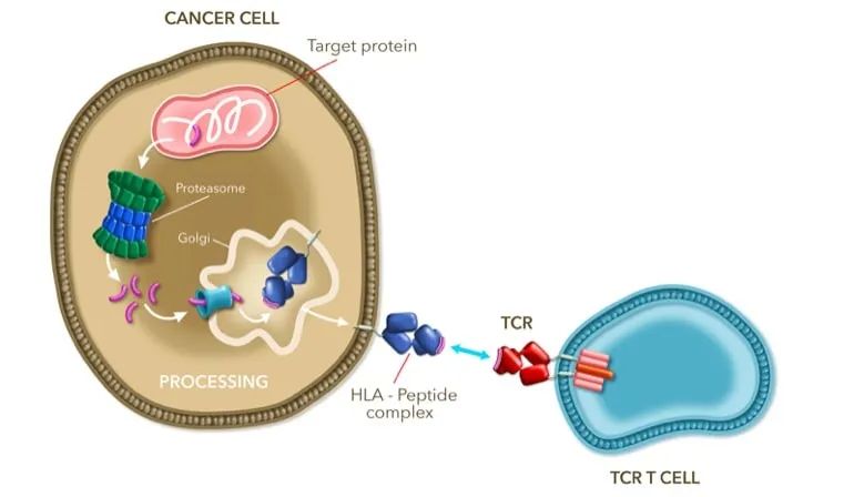 TCR-T技术原理