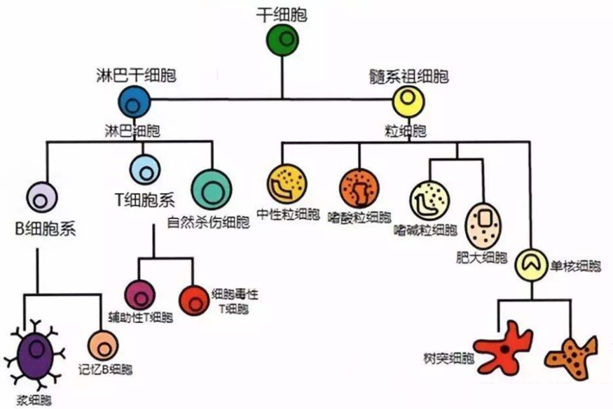 细胞有哪些分类