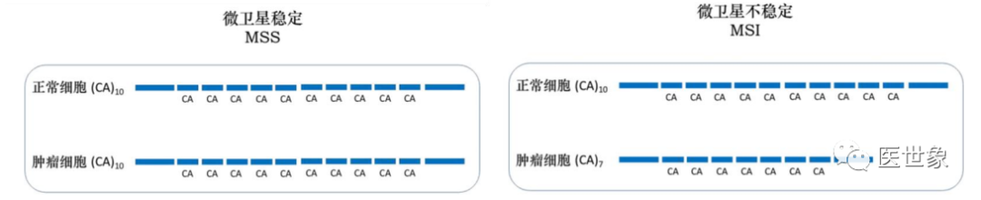 微卫星不稳定(MSI)是什么意思