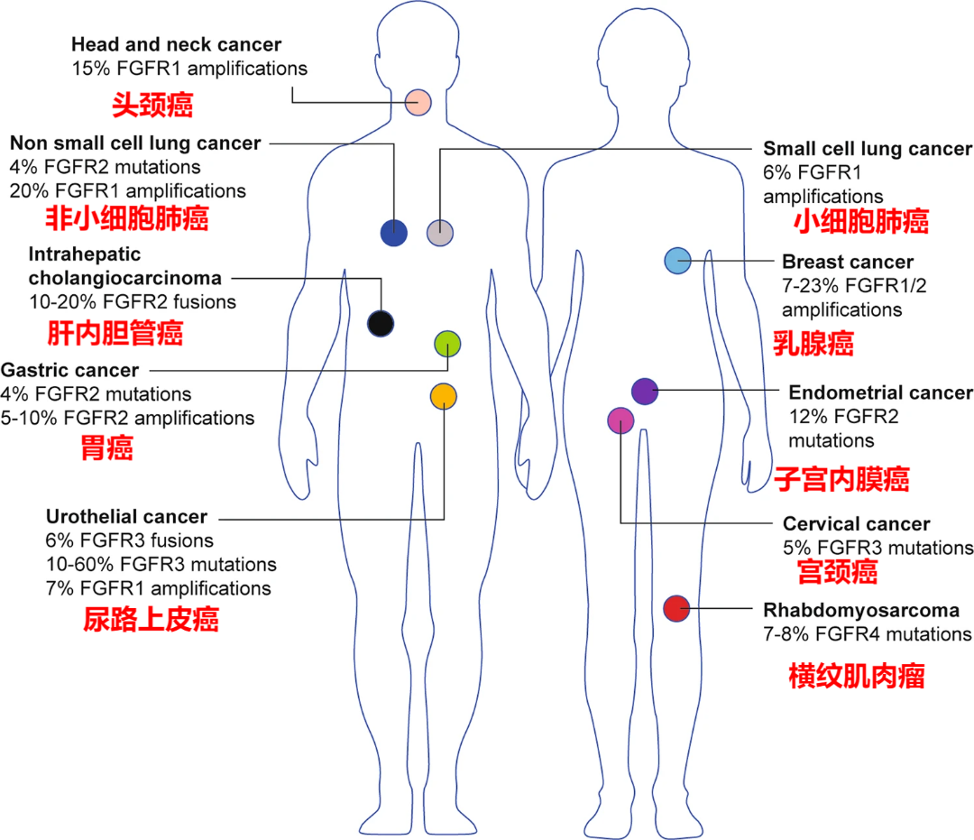 具有FGFR改变的癌症类型