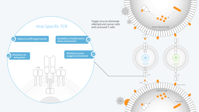 脱胎于基因工程技术!以病毒为"靶",TCR-T开启癌症治疗新