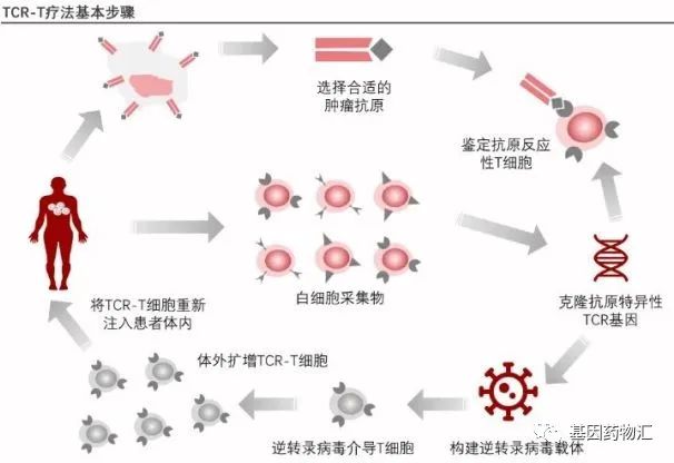 TCR-T疗法治疗基本步骤