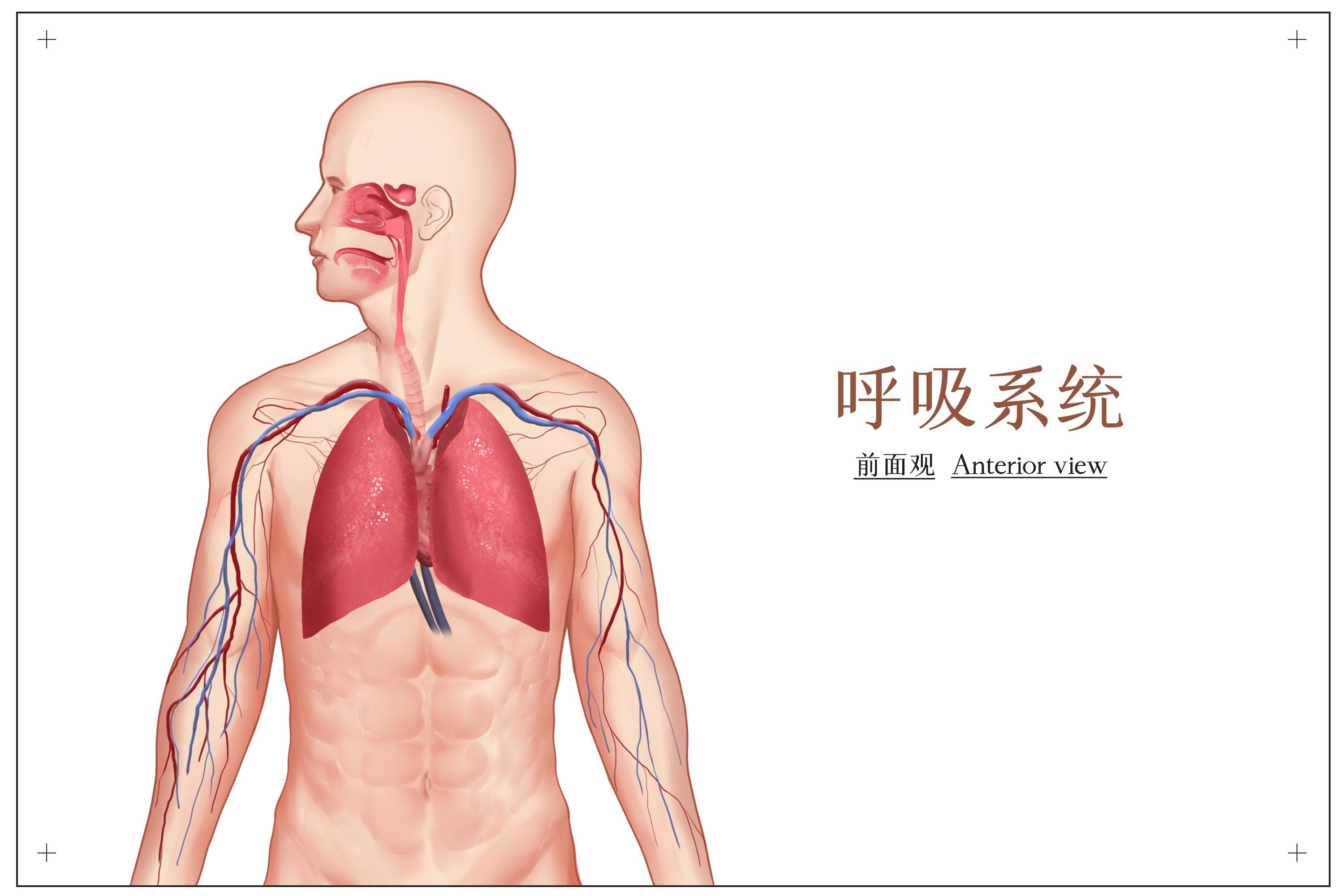 呼吸系统