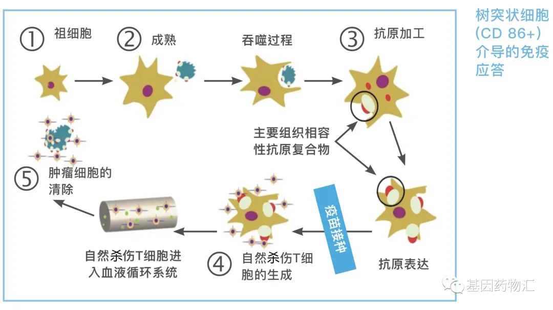 树突细胞疗法治疗原理