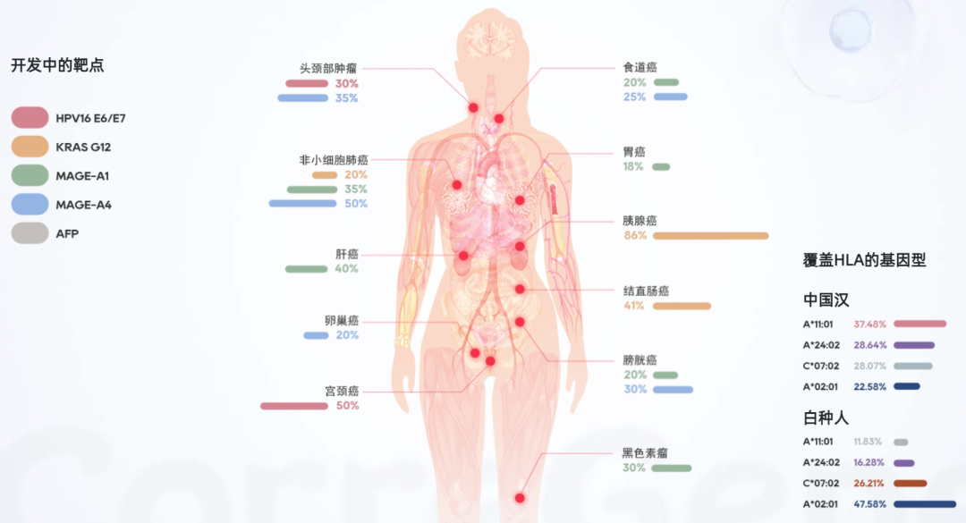 多款TCR-T细胞疗法全力打击多种实体肿瘤