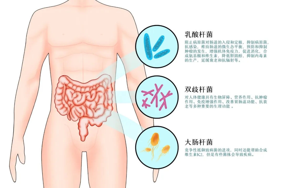 肠道益生菌