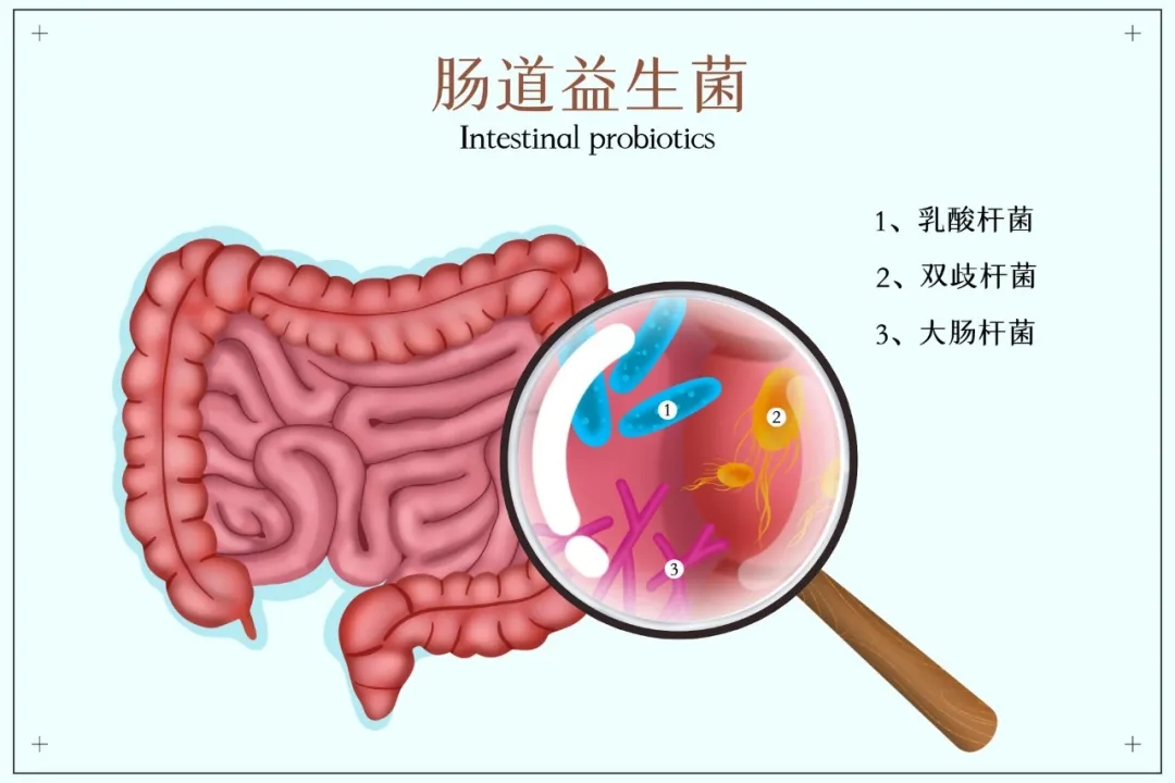 肠道益生菌