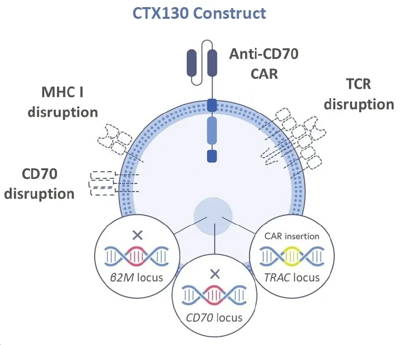 完全缓解长达3年!2024 AACR揭示实体瘤CAR-T重磅突破,剑指肾癌、胃癌