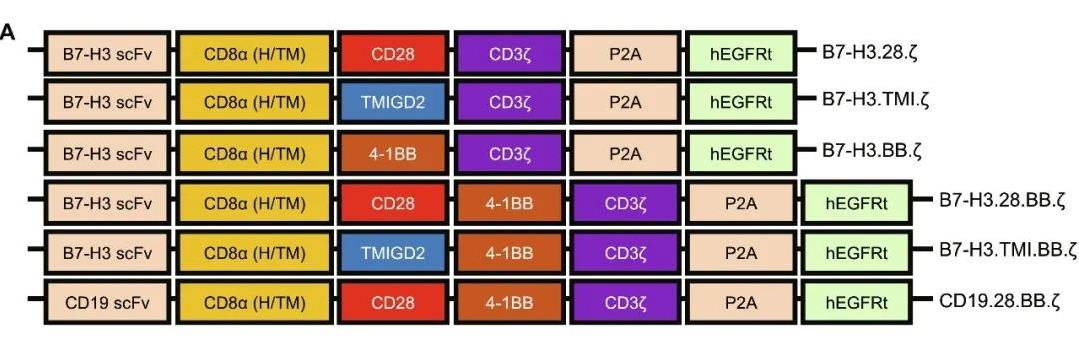 不同结构设计的CAR-T细胞示例图