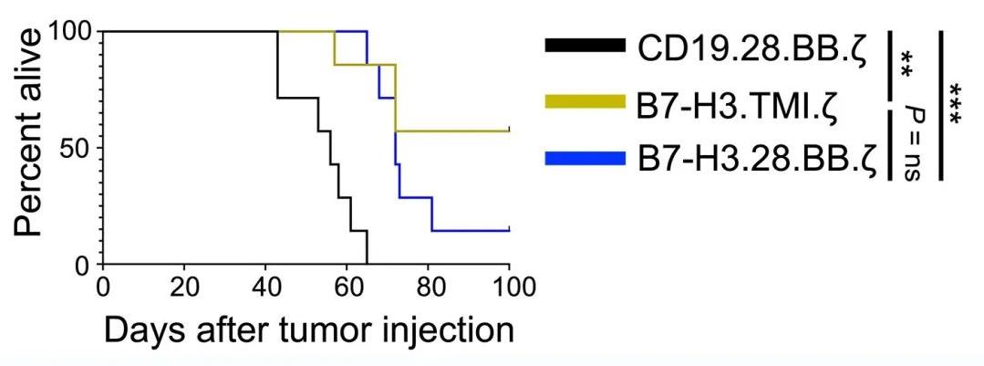 B7-H3 CAR-T细胞总体生存率