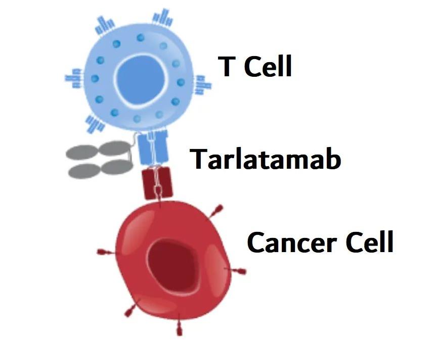 Tarlatamab治疗原理