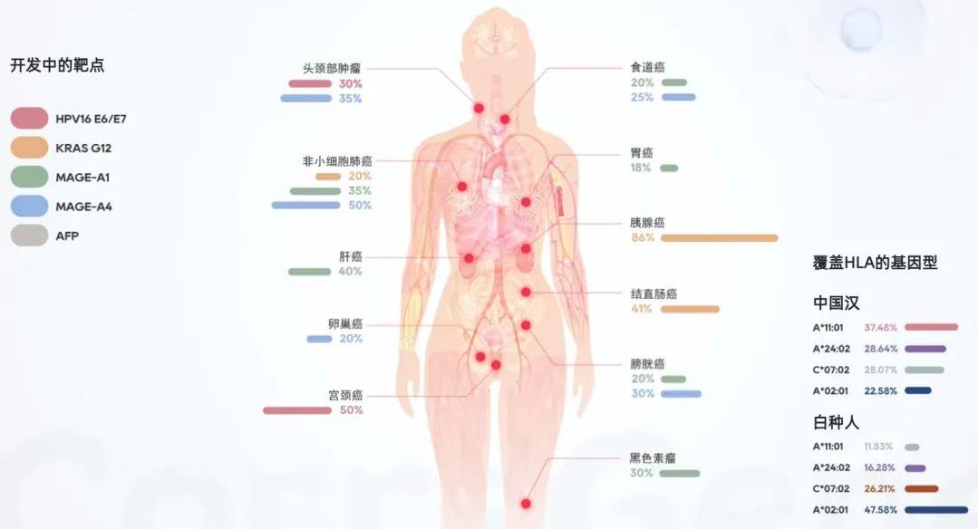 TCR-T细胞疗法重拳出击宫颈癌、肝癌、卵巢癌等实体瘤