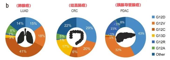 KRAS突变的类型和比例