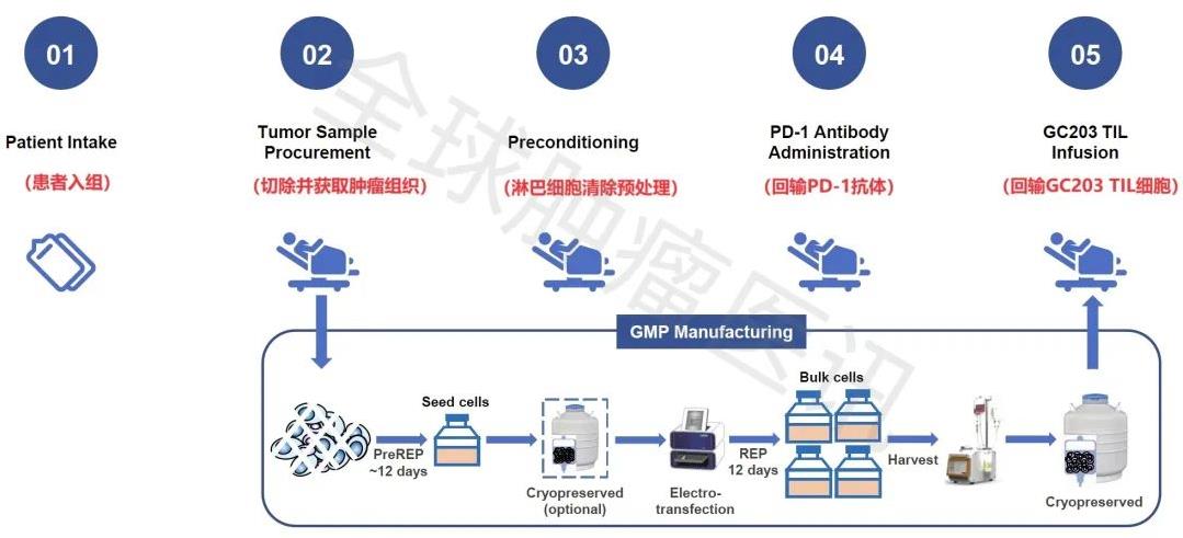 2024 ASCO中国之声:我国自研TIL疗法重磅登场,剑指肺癌、卵巢癌、宫颈癌