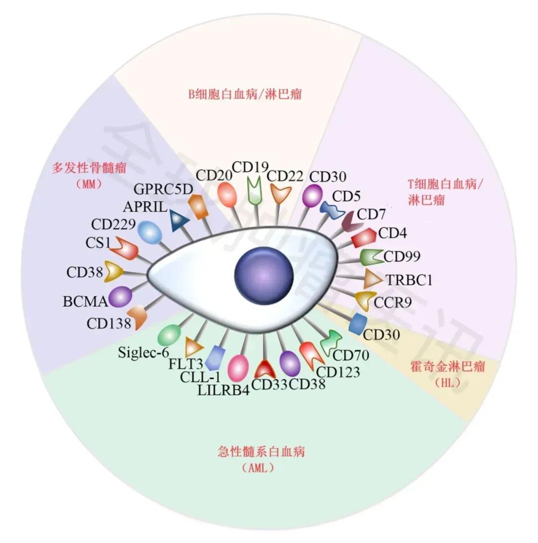 CAR-T在研的血液肿瘤靶点