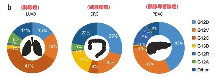 KRAS突变的类型和比例