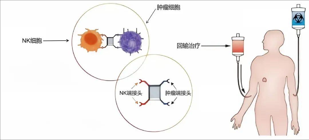 双接头CAR-NK细胞