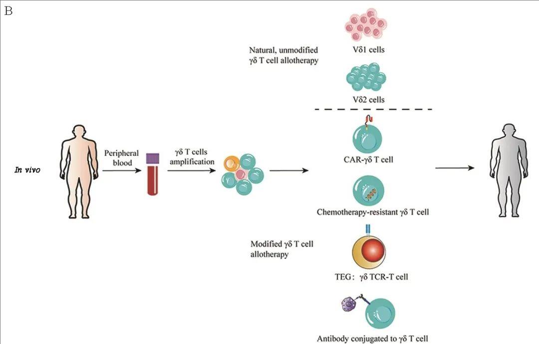 γδT细胞治疗流程