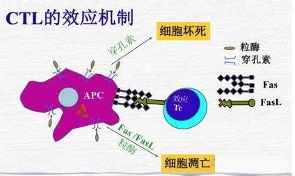 CTL的效应机制