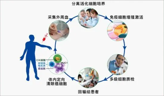 DC-CTL细胞疗法,实体瘤治疗的新希望